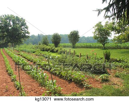 Rows Of Plants In Garden Lancaster Pa  View Large Photo Image Stock Image - Rows Of Plants In Garden Lancaster Pa . Fotosearch
