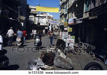 Stock Photo - Sacred Cows Udaipur Rajasthan India . Fotosearch
