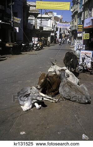 Stock Photography - Sacred Cows Udaipur Rajasthan India. Fotosearch