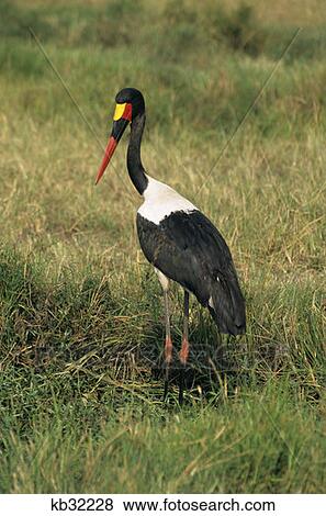 Saddlebill Stork Male Masai Mara Game Reserve Kenya View Large Photo Image Stock Photo - Saddlebill Stork Male Masai Mara Game Reserve Kenya. Fotosearch