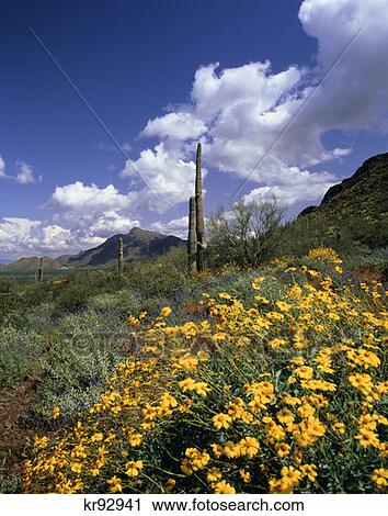Stock Image - Saguaro National Monument Arizona . Fotosearch