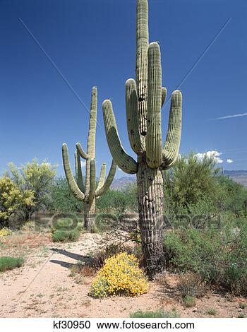 Saguaro National Monument East Tucson, Arizona View Large Photo Image Stock Image - Saguaro National Monument East Tucson, Arizona. Fotosearch