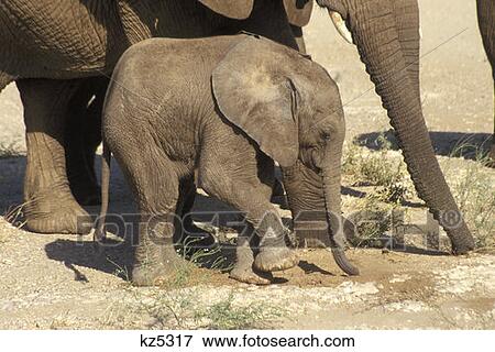 Stock Photo - Samburu Game Reserve, Kenya African Elephant Calf. Fotosearch