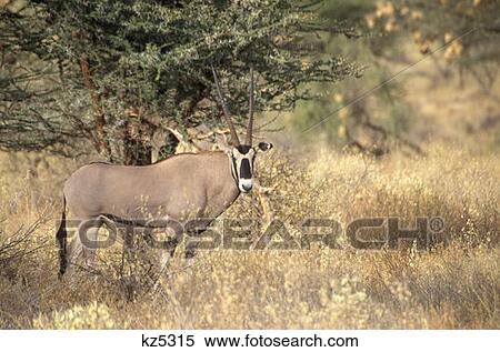 Samburu Game Reserve, Kenya Beisa Oryx View Large Photo Image Stock Photography - Samburu Game Reserve, Kenya Beisa Oryx. Fotosearch