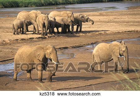 Stock Photo - Samburu Game Reserve, Kenya Elephants At River. Fotosearch