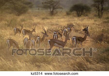 Samburu Game Reserve, Kenya Grant'S Gazelles View Large Photo Image Picture - Samburu Game Reserve, Kenya Grant'S Gazelles. Fotosearch