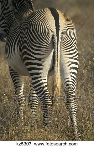 Stock Photo - Samburu Game Reserve, Kenya Grevy'S Zebra. Fotosearch