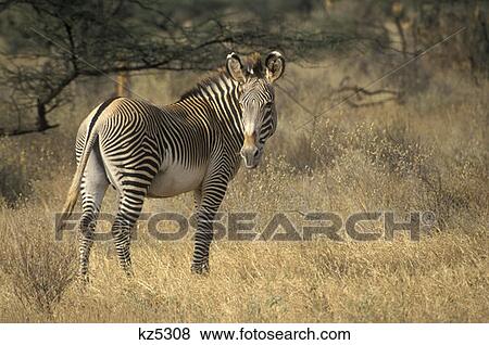 Samburu Game Reserve, Kenya Grevy'S Zebra View Large Photo Image Stock Photo - Samburu Game Reserve, Kenya Grevy'S Zebra. Fotosearch