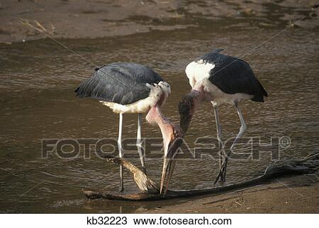 Samburu Game Reserve, Kenya Marabu Storks Feeding At River'S Edge View Large Photo Image Stock Image - Samburu Game Reserve, Kenya Marabu Storks Feeding At River'S Edge. Fotosearch
