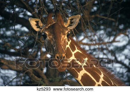Samburu Game Reserve, Kenya Reticulated Giraffe View Large Photo Image Stock Image - Samburu Game Reserve, Kenya Reticulated Giraffe. Fotosearch