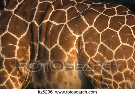 Stock Photograph - Samburu Game Reserve, Kenya Reticulated Giraffe Close Up. Fotosearch