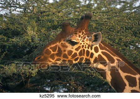Stock Photography - Samburu Game Reserve, Kenya Reticulated Giraffe Feeding On Thorny Acacia. Fotosearch