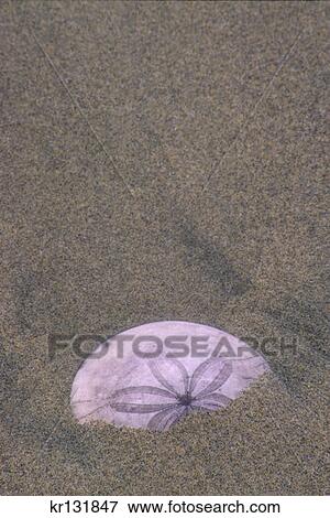 Sand Dollar Ecola State Park View Large Photo Image Stock Photo - Sand Dollar Ecola State Park . Fotosearch