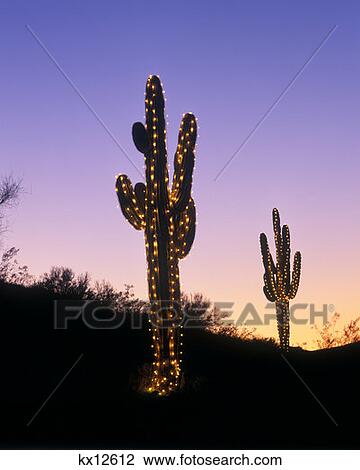 Saquaro Cacti With Christmas Lights Phoenix, Arizona View Large Photo Image Stock Image - Saquaro Cacti With Christmas Lights Phoenix, Arizona. Fotosearch
