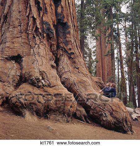 Sequoia Tree California Two Small Boys Sitting At Base 1970S View Large Photo Image Stock Image - Sequoia Tree California Two Small Boys Sitting At Base 1970S. Fotosearch