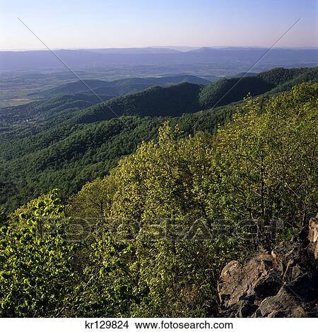 Shenandoah National Park Va Scenic View Of Blue Ridge Mountains View Large Photo Image Picture - Shenandoah National Park Va Scenic View Of Blue Ridge Mountains . Fotosearch