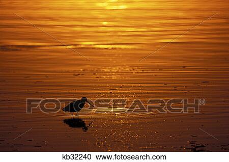 Shorebird Sunset Mission Bay Park San Diego Ca Beach View Large Photo Image Stock Image - Shorebird Sunset Mission Bay Park San Diego Ca Beach . Fotosearch
