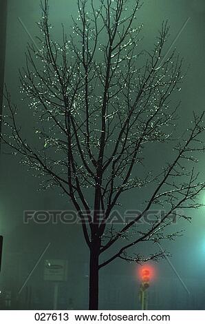 Silhouetted Tree Shining Frozen Ice Red Traffic Light Stop View Large Photo Image Stock Image - Silhouetted Tree Shining Frozen Ice Red Traffic Light Stop . Fotosearch