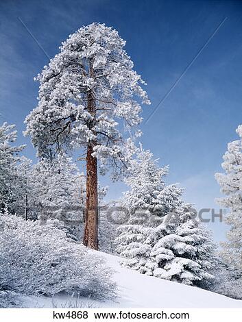 Snow-Capped Ponderosa Pine Tree On Snowcovered Slope Angeles National Forest, California View Large Photo Image Stock Photo - Snow-Capped Ponderosa Pine Tree On Snowcovered Slope Angeles National Forest, California. Fotosearch