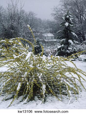 Stock Photograph - Snow Covered Forsythia . Fotosearch