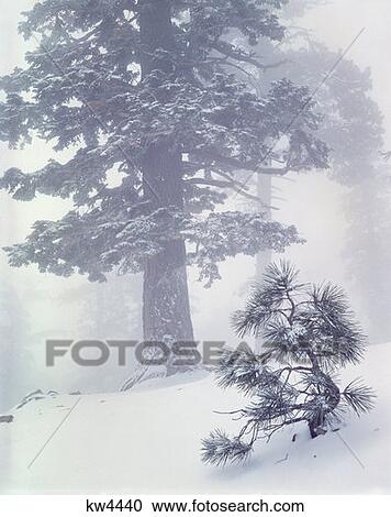 Snow-Covered Trees Angeles National Forest California View Large Photo Image Stock Image - Snow-Covered Trees Angeles National Forest California. Fotosearch