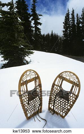 Snowshoes Olympic National Park Washington Snow Trees View Large Photo Image Stock Image - Snowshoes Olympic National Park Washington Snow Trees . Fotosearch