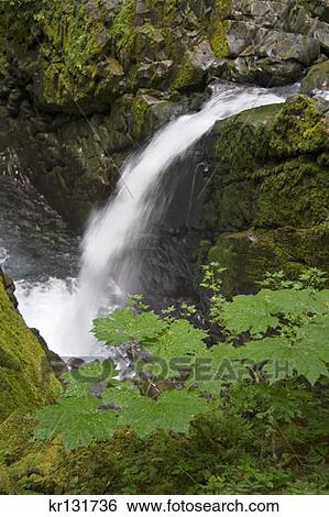 Sol Duc Falls Olympic National Park View Large Photo Image Stock Photograph - Sol Duc Falls Olympic National Park . Fotosearch