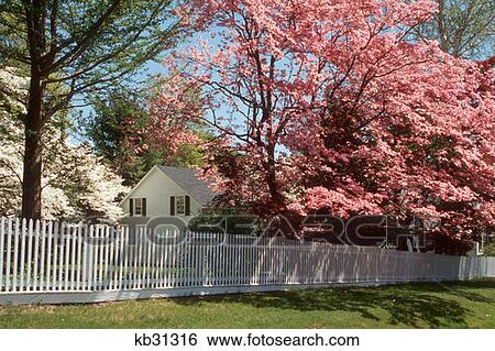 Spring Blossoms Cranbury Nj View Large Photo Image Stock Photograph - Spring Blossoms Cranbury Nj . Fotosearch