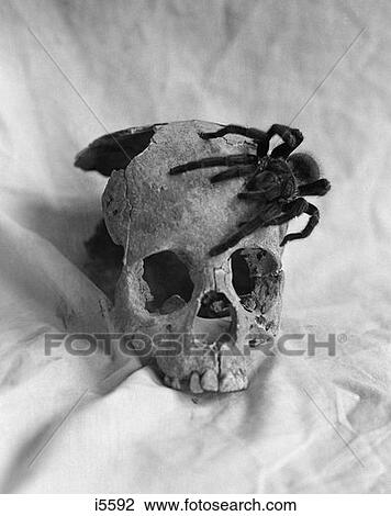 Still Life Of Tarantula Crawling On Skull Indoor View Large Photo Image Stock Image - Still Life Of Tarantula Crawling On Skull Indoor . Fotosearch