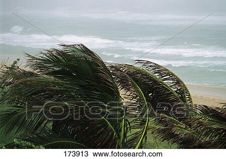 Stormy Sea Atlantic Ocean Palm Trees View Large Photo Image Stock Image - Stormy Sea Atlantic Ocean Palm Trees. Fotosearch