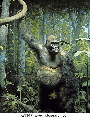 Stock Photo - Stuffed Specimen Of Mountain Gorilla In Diorama Display Natural History Museum Taxidermy Endangered Species Great Ape. Fotosearch