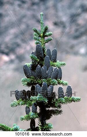 Subalpine Fir Cones View Large Photo Image Stock Photograph - Subalpine Fir Cones . Fotosearch