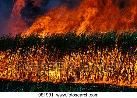 Sugar Cane Fire Queensland Australia View Large Photo Image Stock Image - Sugar Cane Fire Queensland Australia . Fotosearch