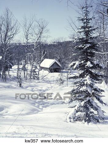 Sugar Houses West Burke Vt Nestled Among Pine & Maple Trees Heavily Laden With Fresh Newly Fallen Snow Cold Landscape View Large Photo Image Stock Photo - Sugar Houses West Burke Vt Nestled Among Pine & Maple Trees Heavily Laden With Fresh Newly Fallen Snow Cold Landscape. Fotosearch