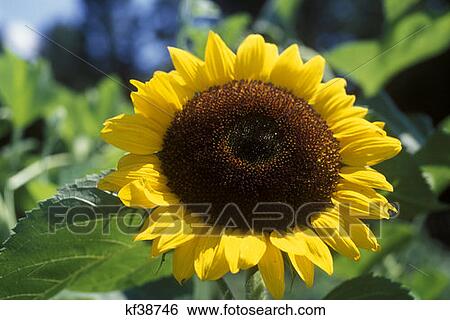 Sunflower Close Up View Large Photo Image Stock Photograph - Sunflower Close Up . Fotosearch