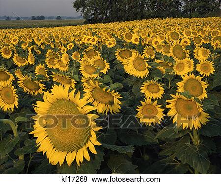 Sunflower Field View Large Photo Image Stock Photo - Sunflower Field . Fotosearch