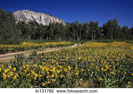 Stock Image - Sunflowers Road Mountains Wildflowers Summer Crested Butte . Fotosearch