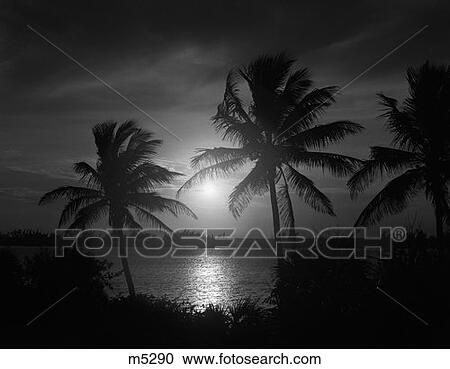 Sunset At Palm Beach View Large Photo Image Stock Image - Sunset At Palm Beach . Fotosearch