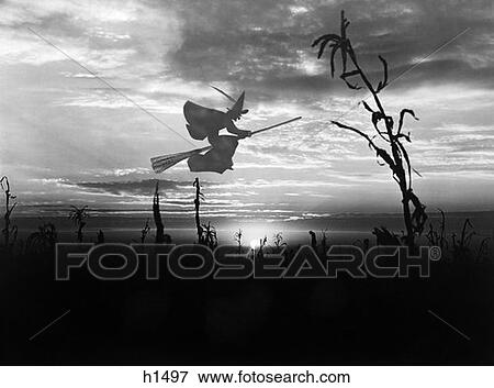 Sunset Over Cornfield With Silhouette Of Witch On Broomstick Flying Through The Sky View Large Photo Image Stock Photo - Sunset Over Cornfield With Silhouette Of Witch On Broomstick Flying Through The Sky . Fotosearch
