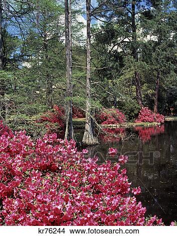Swan Lake Gardens South Carolina  View Large Photo Image Picture - Swan Lake Gardens South Carolina . Fotosearch