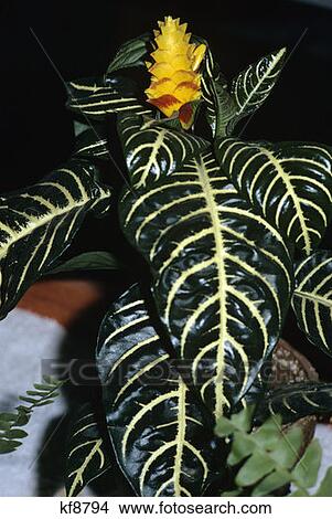 Tropical Plant With Yellow Bloom Blossom And Thick Green Broad Leaf Leaves With White Spine & Veins House Plant Potted View Large Photo Image Picture - Tropical Plant With Yellow Bloom Blossom And Thick Green Broad Leaf Leaves With White Spine & Veins House Plant Potted. Fotosearch