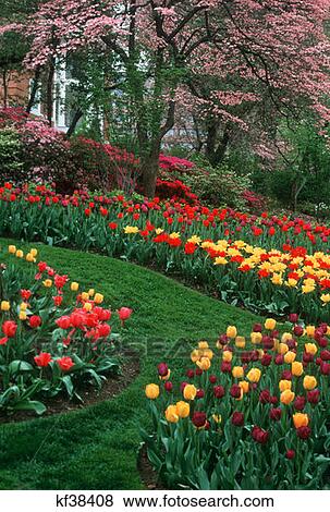 Stock Photo - Tulip Garden Washington, Dc. Fotosearch