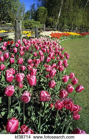 Tulip Garden With Wooden Fence Mt. Vernon Wa View Large Photo Image Picture - Tulip Garden With Wooden Fence Mt. Vernon Wa . Fotosearch