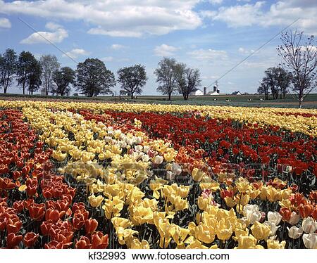 Tulips Lancaster Pennsylvania View Large Photo Image Stock Image - Tulips Lancaster Pennsylvania . Fotosearch
