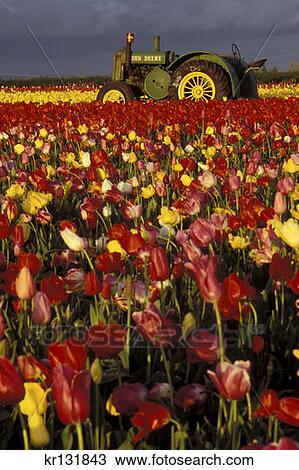 Tulips Tractor Wooden Shoe Company Clackamas County View Large Photo Image Stock Image - Tulips Tractor Wooden Shoe Company Clackamas County . Fotosearch