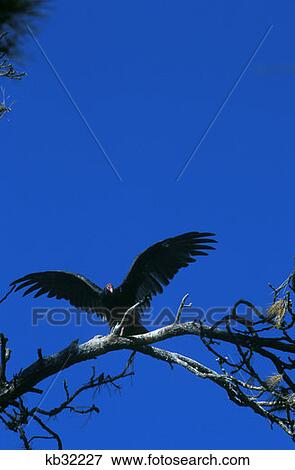 Turkey Vulture, Cathartes Aura Devil'S Tower National Monument Sundance, Wyoming View Large Photo Image Stock Photo - Turkey Vulture, Cathartes Aura Devil'S Tower National Monument Sundance, Wyoming. Fotosearch