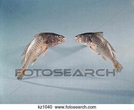 Two Fish Symbol For Pisces Sign View Large Photo Image Stock Image - Two Fish Symbol For Pisces Sign. Fotosearch