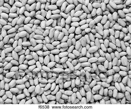 Unsalted Peanuts View Large Photo Image Stock Photo - Unsalted Peanuts. Fotosearch