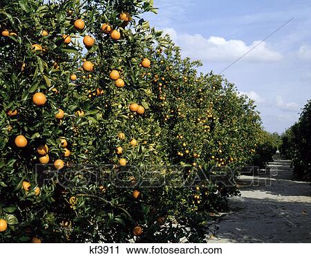 Valencia Orange Trees Florida Alligator Lake Osceola County Harvest View Large Photo Image Stock Image - Valencia Orange Trees Florida Alligator Lake Osceola County Harvest . Fotosearch