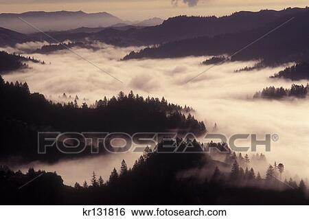 Valley Fog Samuel Taylor State Park Serene View Large Photo Image Stock Photograph - Valley Fog Samuel Taylor State Park Serene . Fotosearch